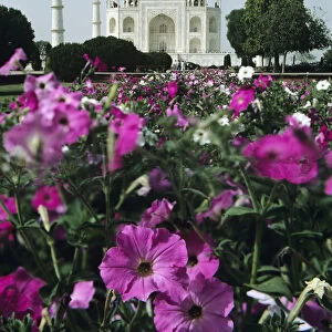 India, Flowers In The Foreground Of The Taj Mahal