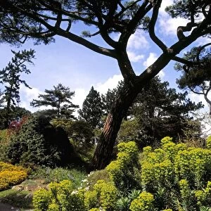 Irish National Botanic Gardens, Dublin, Co Dublin, Ireland, Rockery With Euphorbia