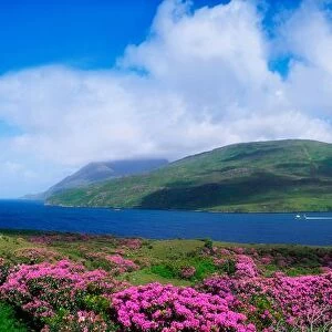 Killary Harbour, County Galway, Ireland; Harbour Scenic With Wildflowers