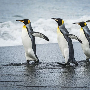Four King Penguins (Aptenodytes Patagonicus) Walking Together On Beach; Antarctica