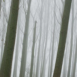 Leafless trees in fog