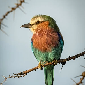 Lilac-breasted roller on whistling thorn looks left