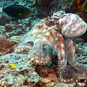 Malaysia, Octopus Cyanea Diguising Itself As A Part Of The Coral Reef