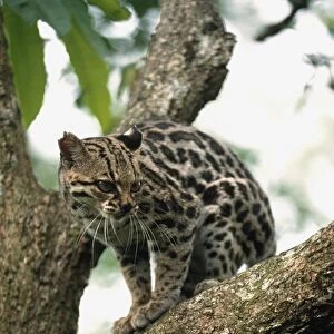 Margay (Leopardus Wiedii) In A Tree