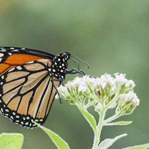 A Monarch Butterfly (Danaus Plexippus) Resting On Small White Flowers; Vian, Oklahoma, United States Of America