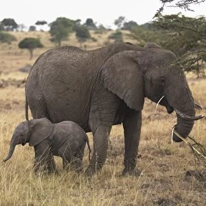 Mother And Baby Elephant