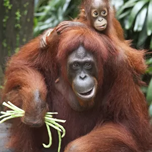 A Mother Orangutan Eats Vegetables With Her Baby At The Singapore Zoo; Singapore
