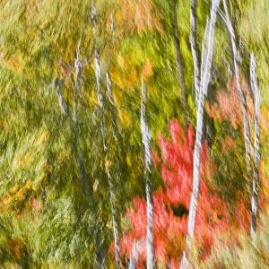 Motion Blur Of High Winds In A Fall Forest Near Carlton Peak In Temperance River State Park On The North Shore Of Lake Superior Near Tofte; Minnesota, United States Of America