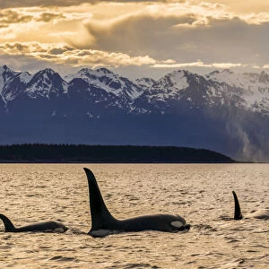 Orca whale pod in Lynn Canal, Chilkat Mountains, Alaska, USA