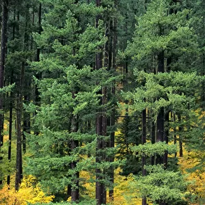 Oregon, Cascade Mountain Range, Pine Trees And Fall Colors