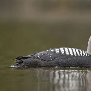 Pacific Loon (Gavia pacifica) swimming on tranquil water; Whitehorse, Yukon, Canada