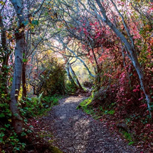 Poison oak adds colour to the foliage along a trail