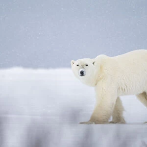 Polar bear in a snowfall, Churchill, Manitoba, Canada