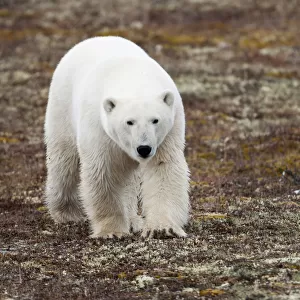 A Polar Bear (Ursus Maritimus) Walking On The Tundra; Churchill, Manitoba, Canada