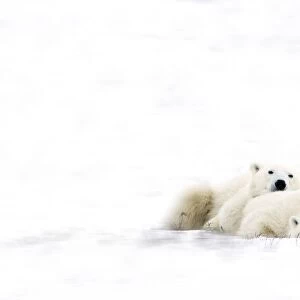 Two Polar Bears Snuggling