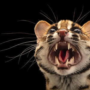 Portrait of Visayan leopard cat