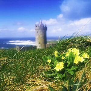 Primrose Flower In Foreground, Doonagore Castle In The Distance, Co Clare, Ireland, 16Th Century Tower House Overlooking The Atlantic Ocean