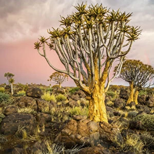 Quiver Tree (Aloe Dichotoma) Forest In The Playground Of The Giants; Keetmanshoop, Namibia