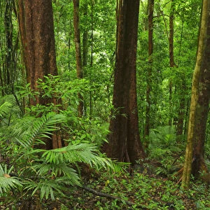 Rainforest, Daintree Rainforest, Daintree National Park, Mossman Gorge, Daintree National Park, Queensland, Australia