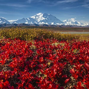 Red, alpine bearberries and Denali, Mount McKinley, Denali National Park and Preserve, Alaska, USA