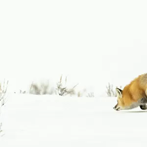Red Fox in hunting for food in the snow