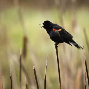 A Red-Winged Blackbird (Agelaius Phoeniceus) Sitting On The Top Of A Reed In Banff National Park; Alberta, Canada