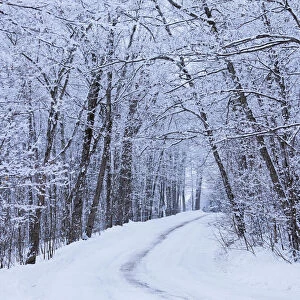 Road Across Snow-Covered Forest; Saint-Adrien-D irlande Quebec Canada