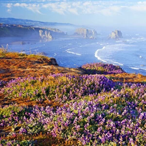 Rock formations and wildflowers along the Oregon coast at Bandon State Park, Oregon, USA