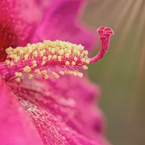 Rose Mallow Hibiscus 'Sweet Caroline', Malvaceae