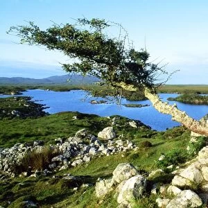 Roundstone, Connemara, County Galway, Ireland; Tree On A Bog