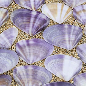 Seashells laying in rows in the sand; Oahu hawaii united states of america