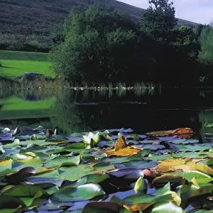 Silent Valley, Mourne Mountains, Ireland; Water Lilies With Mountain In The Background