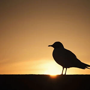 Silhouette of a bird sitting on a fence at sunset; Northumberland england