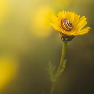 A Snail In Its Shell On A Bright Yellow Flower; Sharon Valley, Israel