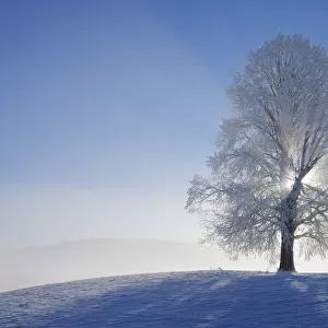 Snow Covered Lime Tree with Sunbeams, Canton of Zug, Switzerland