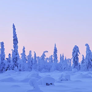 Snow Covered Spruce Trees at Dusk in Winter, Nissi, Kuusamo, Nordoesterbotten, Finland