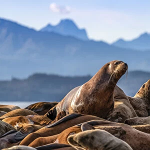 Steller sea lions, Southeast Alaska, USA