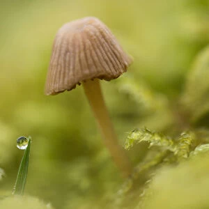 A Tiny Mushroom Grows In The Moss; Astoria, Oregon, United States Of America