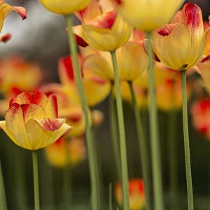 Triumph Tulip, Suncatcher, (Tulipa), Brooklyn Botanic Garden; Brooklyn, New York, United States Of America