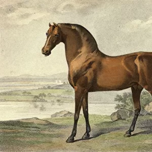 Warren Hastings Arabian. Drawn And Engraved By George Townly Stubbs, Engraver To H. R. H. The Prince Of Wales