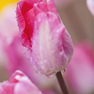 Woodburn, Oregon, United States Of America; Pink Tulips