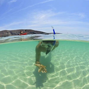A Young Man Snorkeling Underwater Holding A Starfish In His Hand; La Paz, Baja, California, Sur Mexico
