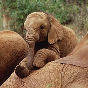 African Elephant (Loxodonta africana) orphan called Edie playing with Imenti, David