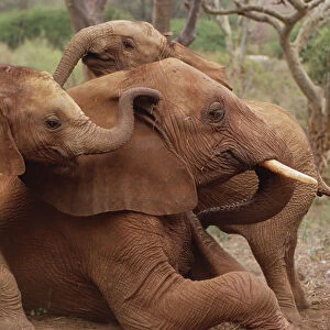 African Elephant (Loxodonta africana) orphans explore an older male orphan named Imenti