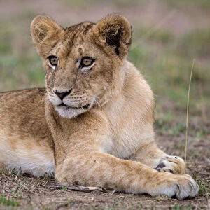 African Lion (Panthera leo) cub lying alone on the ground, Masai Mara, Kenya