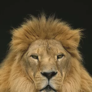 : Lions