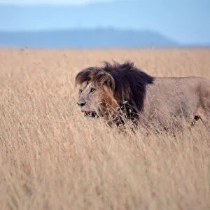 African Lion (Panthera leo) male alone in grassland, Masai Mara, Kenya