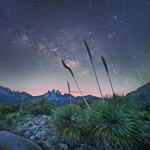 Agave (Agave sp) group at night, Organ Mountains-Desert Peaks National Monument, New
