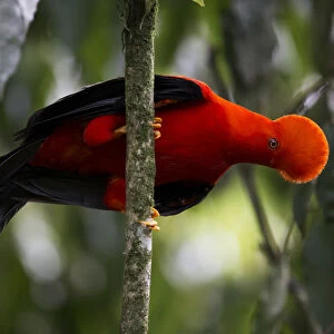 Andean Cock-of-the-rock (Rupicola peruvianus) male displaying perched on a branch