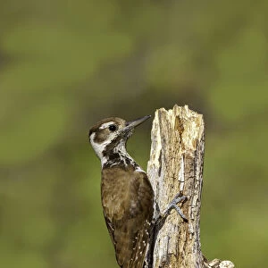 Arizona Woodpecker (Leuconotopicus arizonae) female, Arizona, USA
